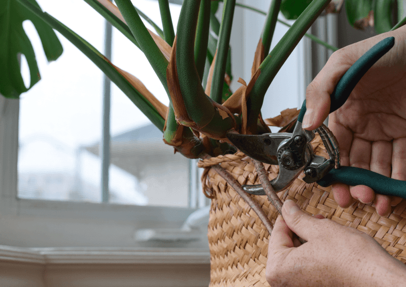 Myth 9: Pruning Hurts Plants