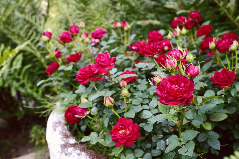 Myth 9: Roses Can't Grow in Containers
