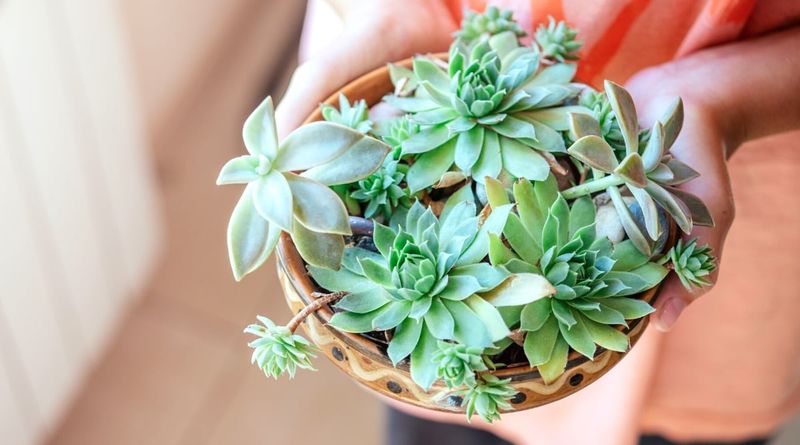 Myth 9: Succulents Need Little Light