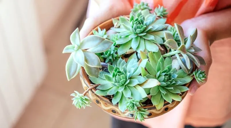Myth 9: Succulents Need Little Light