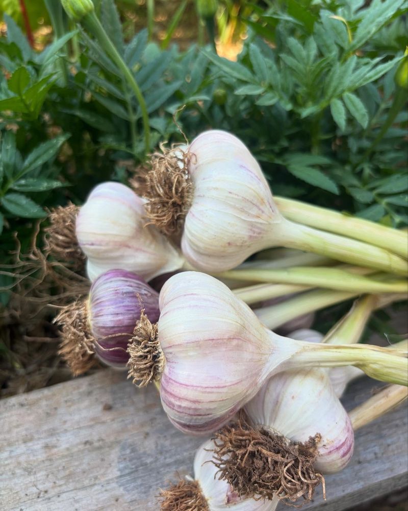 Myth: Garlic Repels Vampires and Pests