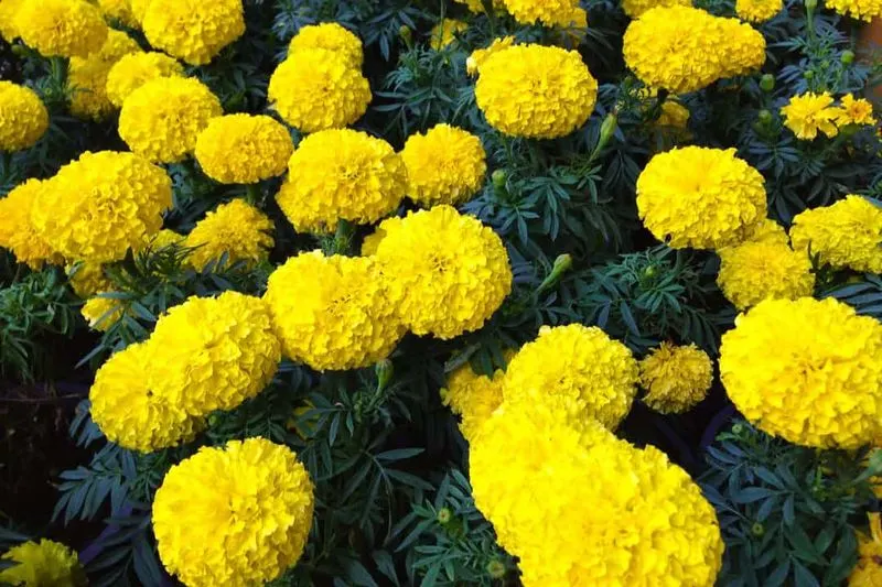 Myth: Marigolds Repel All Pests