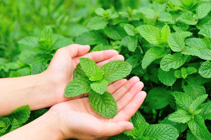 Myth: Mint is a Universal Pest Repellent