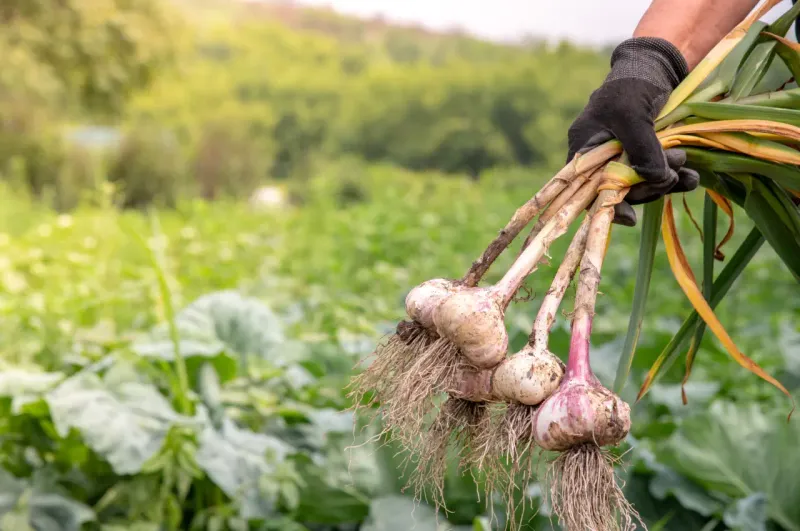 Myth: Roses and Garlic will Thrive