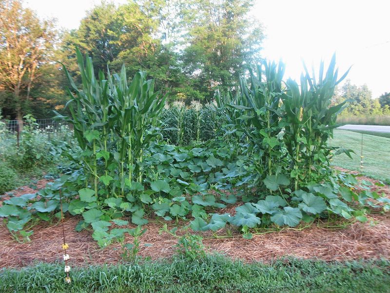 Myth: Three Sisters Planting is Universal
