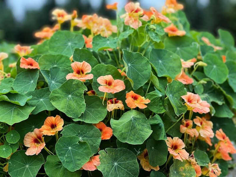 Nasturtium
