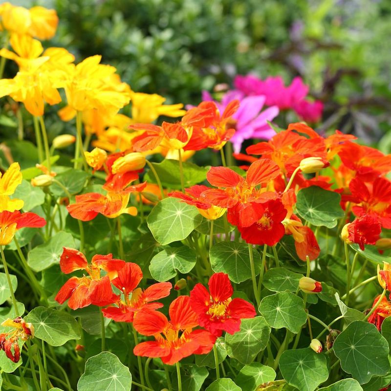 Nasturtium