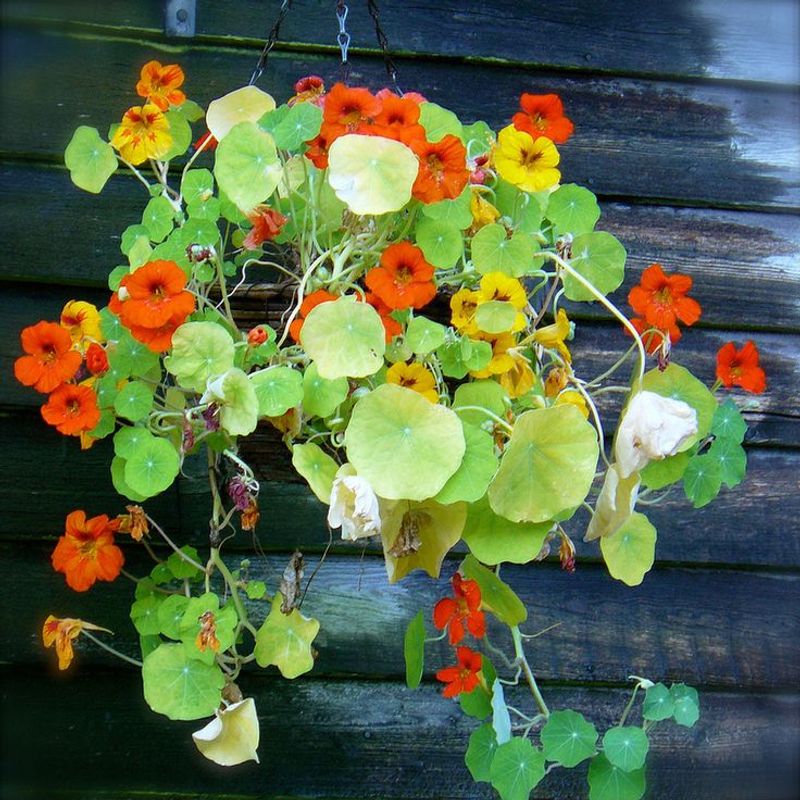 Nasturtiums