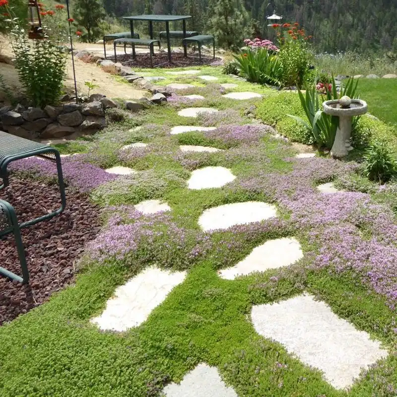 Creeping Ground Covers