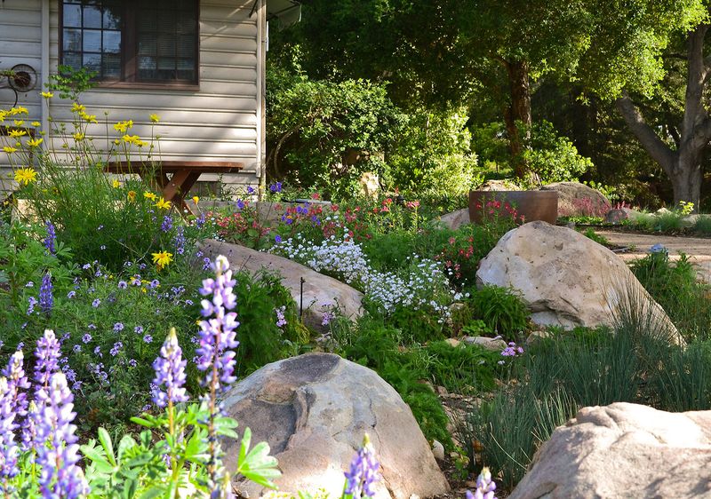 Native Plant Preference