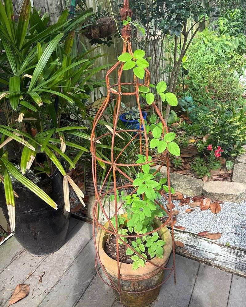Native Plant Revival