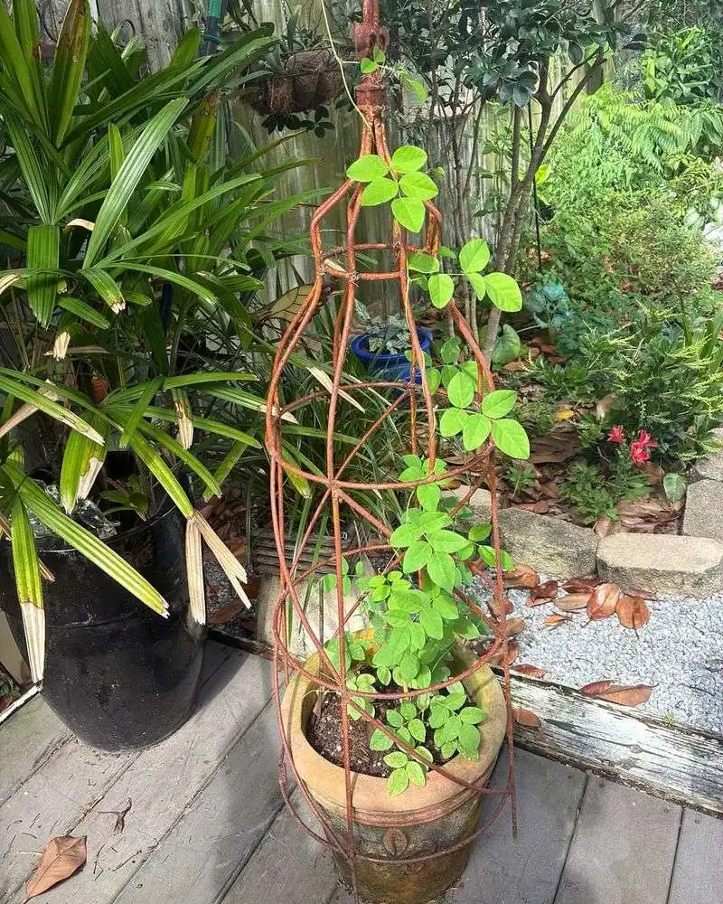 Native Plant Revival