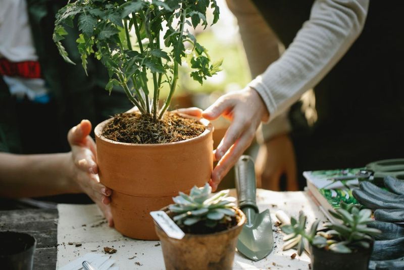 Natural Fertilizer