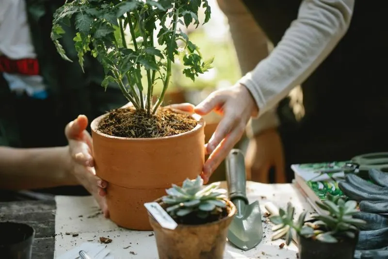 Natural Fertilizer