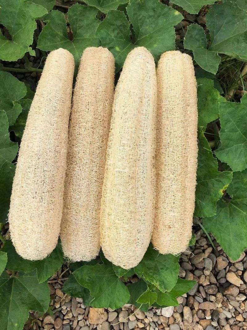 Natural Loofahs