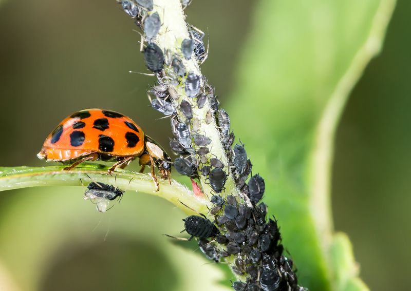 Natural Pest Control