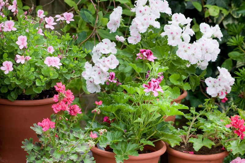 Neglecting Container Plants