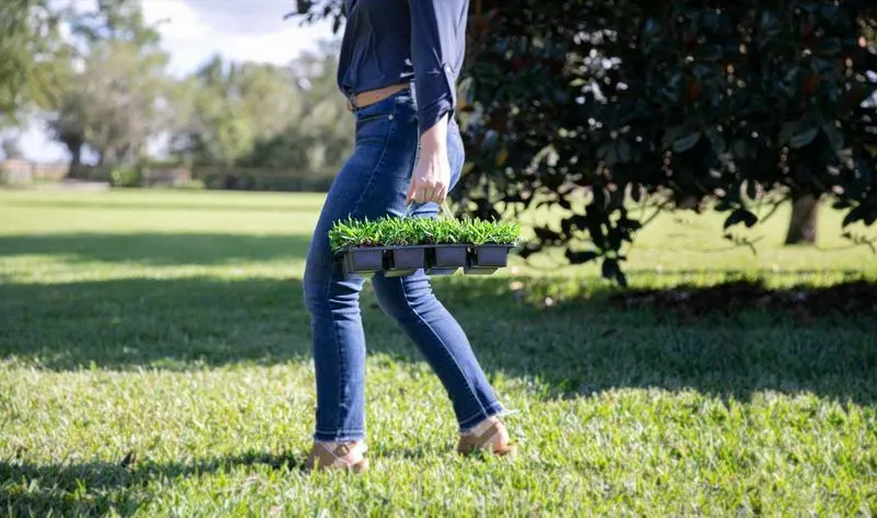 Neglecting Lawn Maintenance