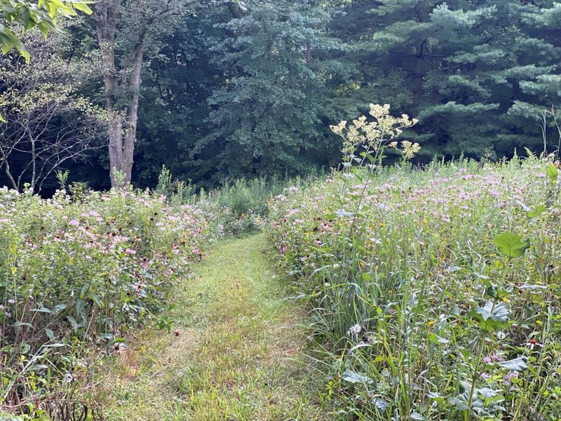Neglecting Native Plants