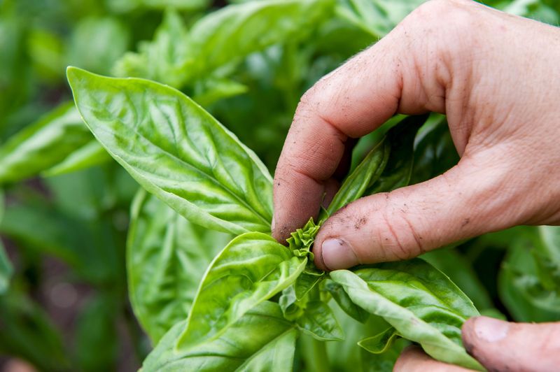 Neglecting Pruning