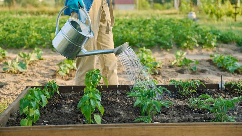 Neglecting Watering Schedule
