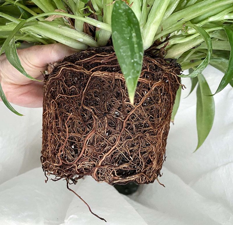 Neglecting to Repot