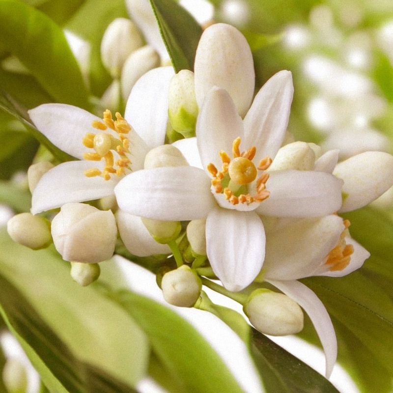 Neroli