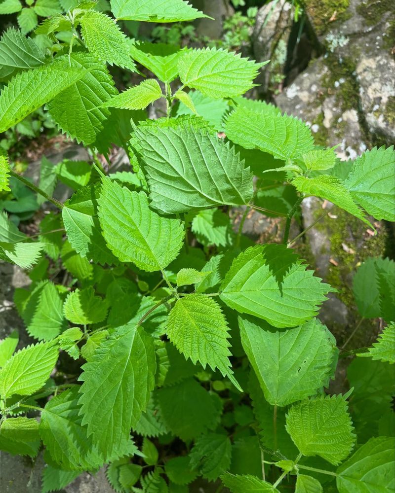 Nettle