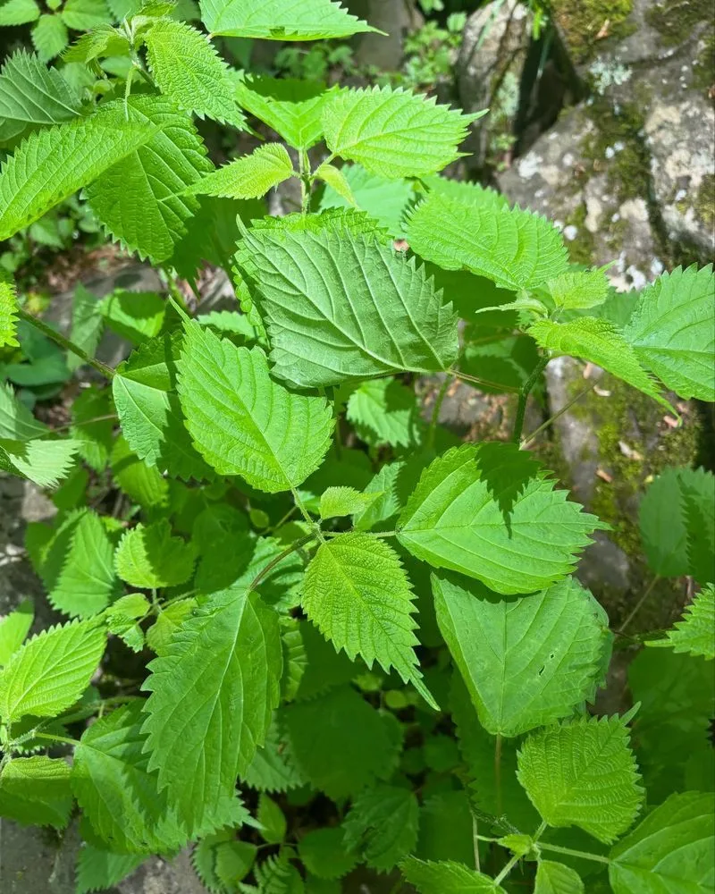Nettle