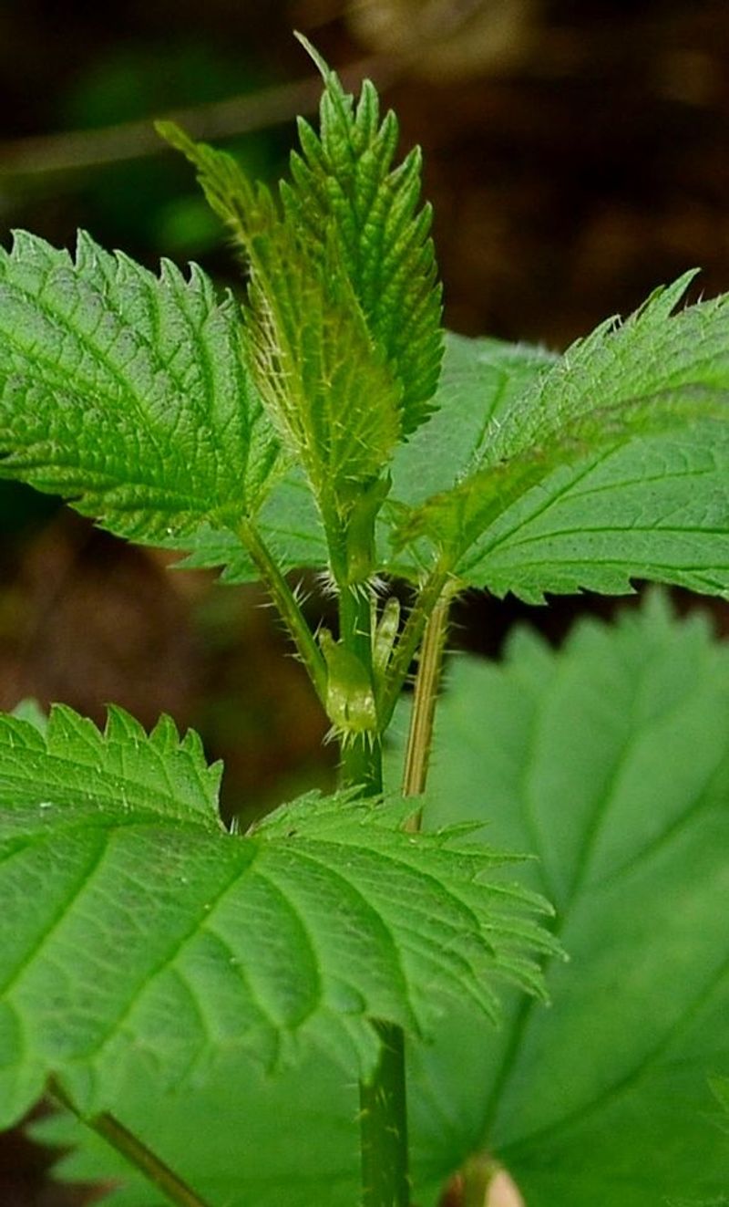 Nettle