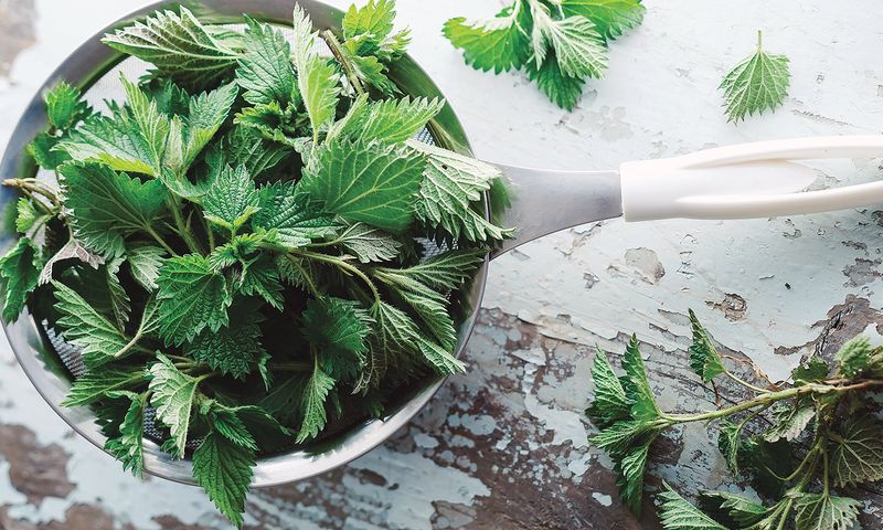 Nettle Tea for Plant Nutrition
