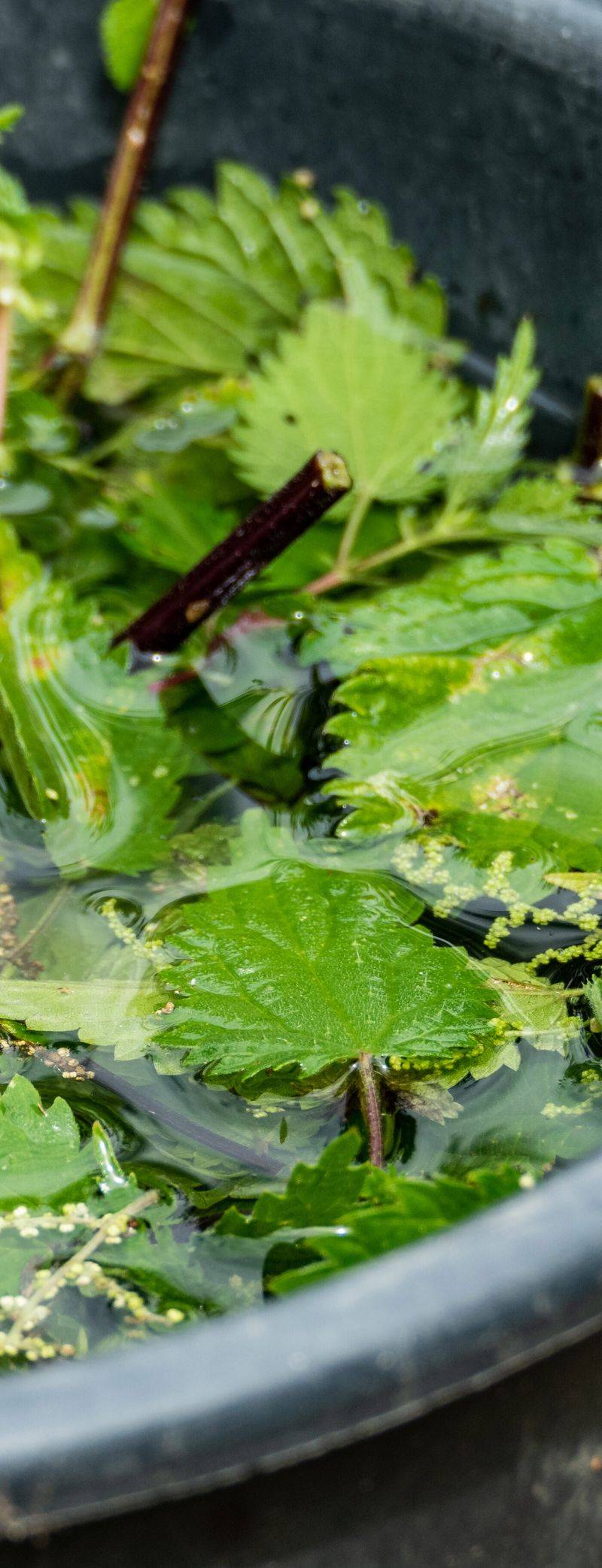 Nettle Tonic