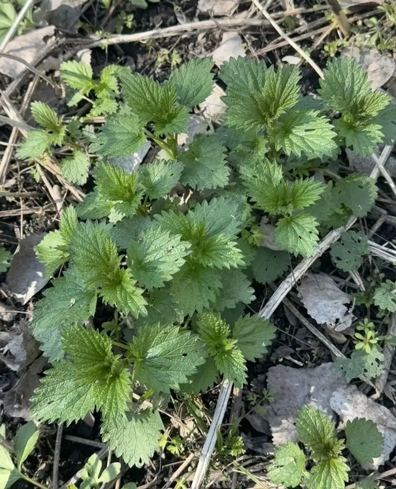 Nettles