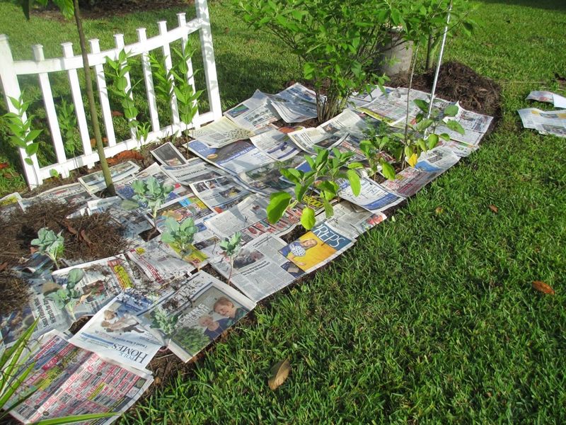 Newspaper Mulch
