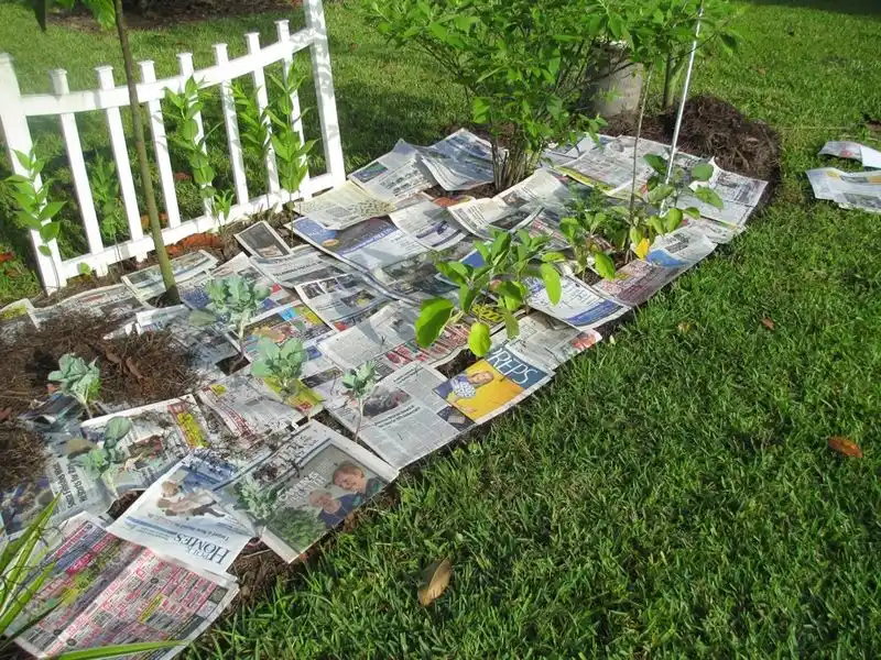 Newspaper Mulch