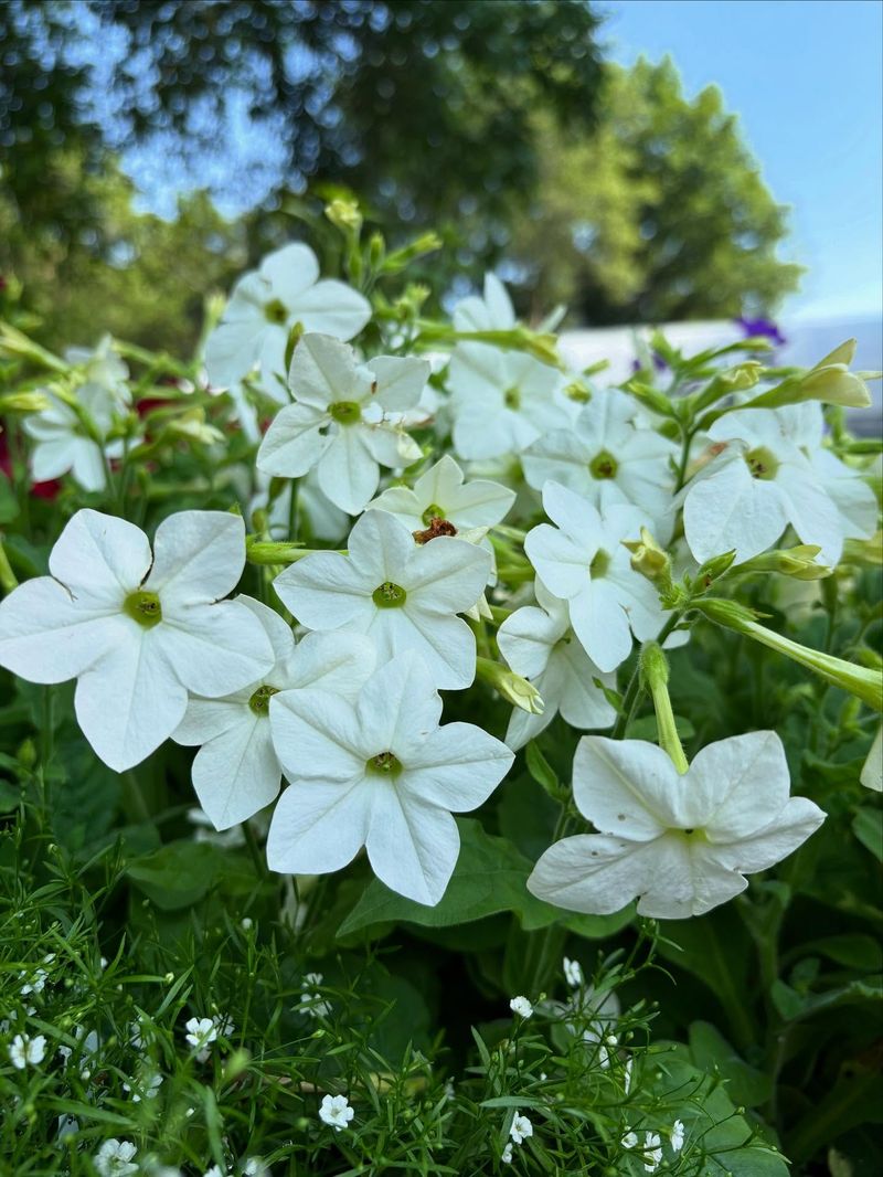 Nicotiana