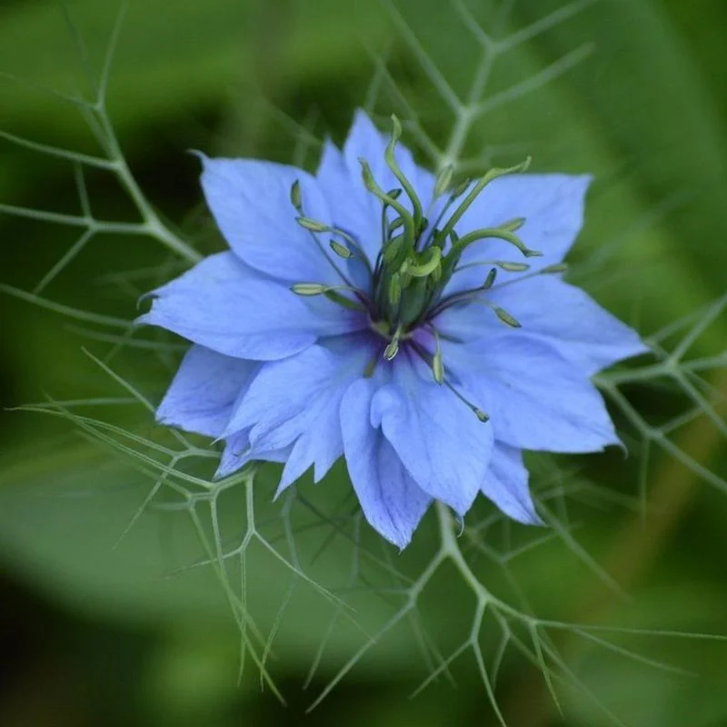 Nigella