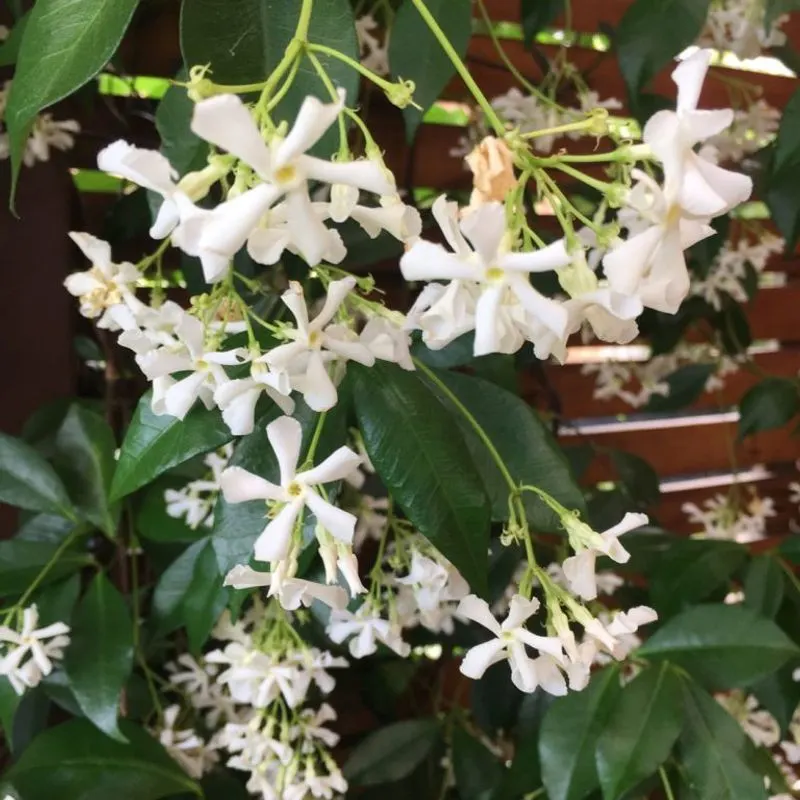 Night-Blooming Jasmine
