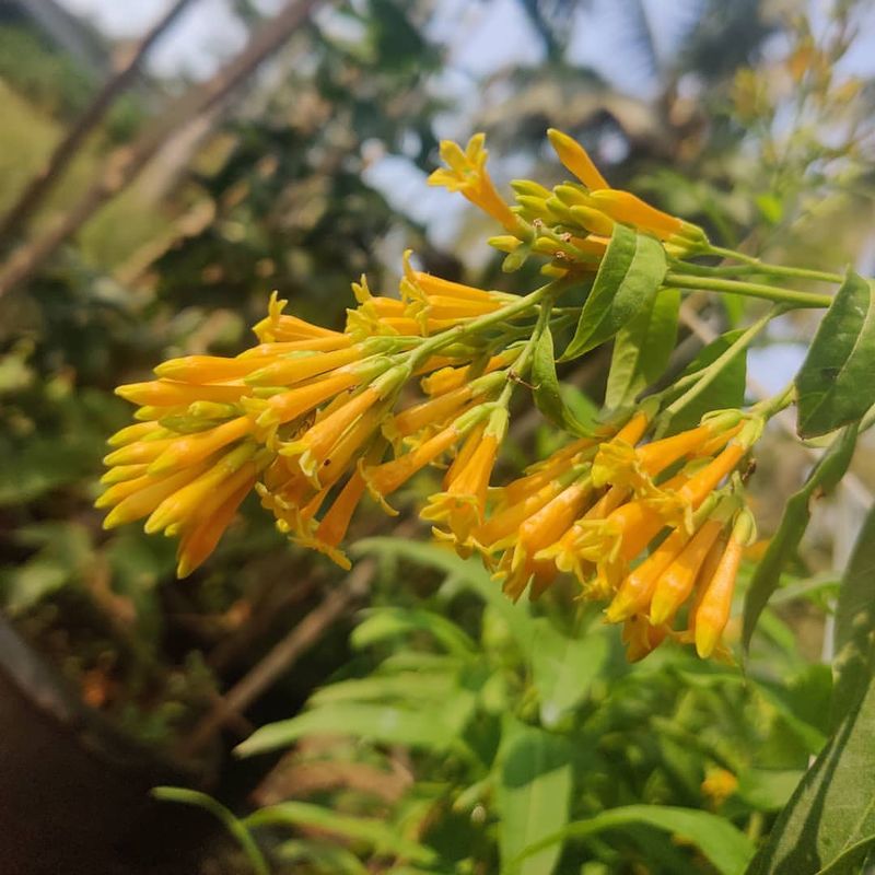 Night-Blooming Jasmine