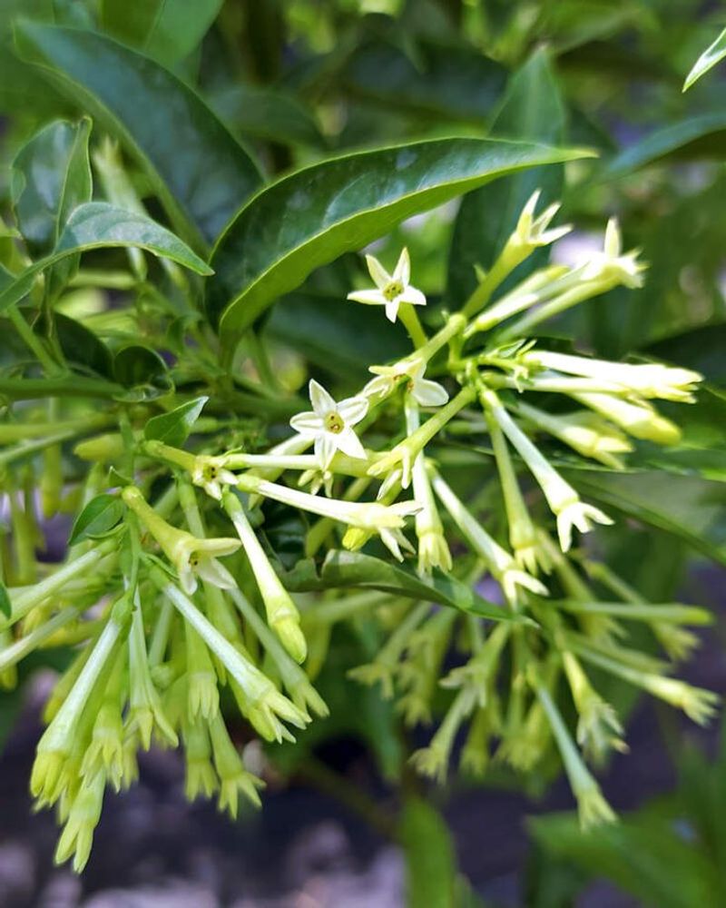 Night-Blooming Jasmine