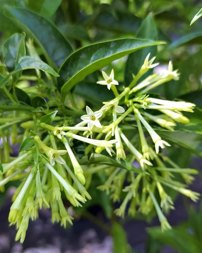Night-Blooming Jasmine