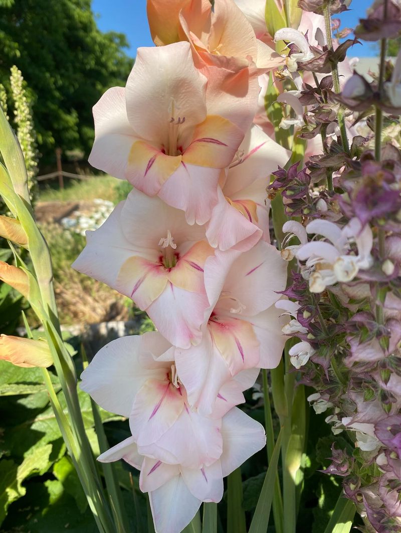 Night Gladiolus