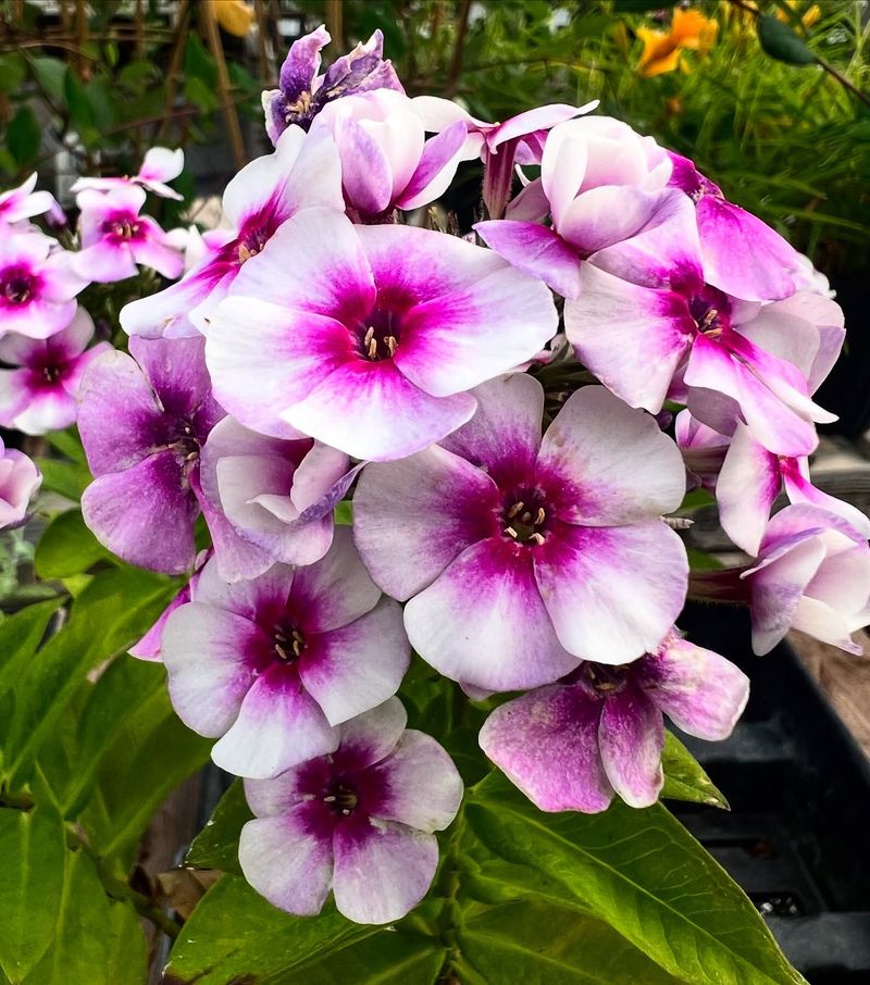 Night Phlox