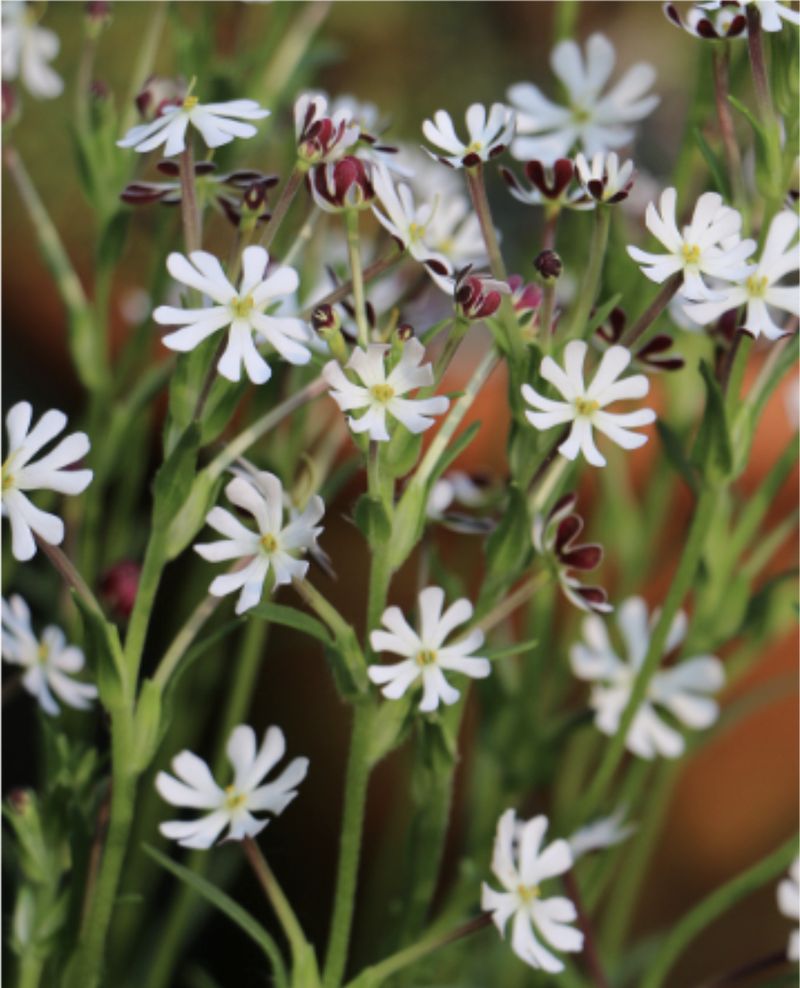 Night Phlox