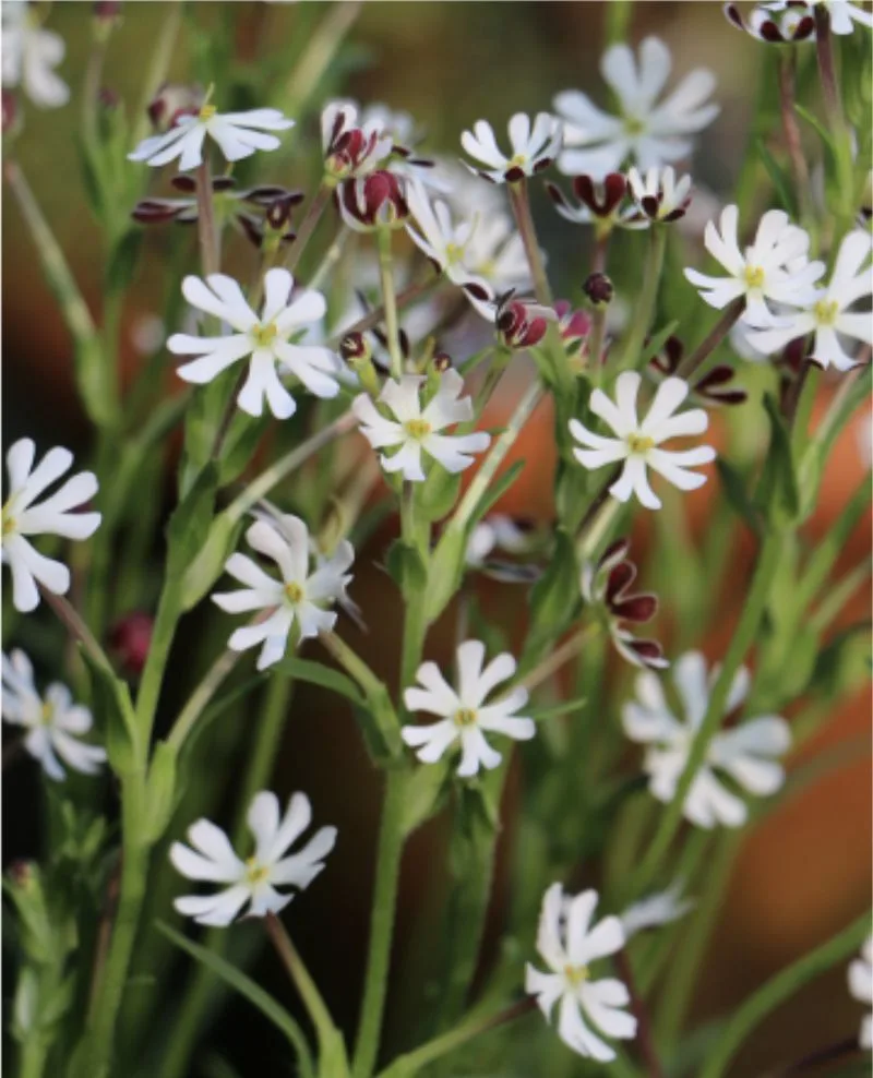 Night Phlox