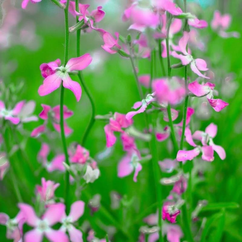 Night Scented Stock