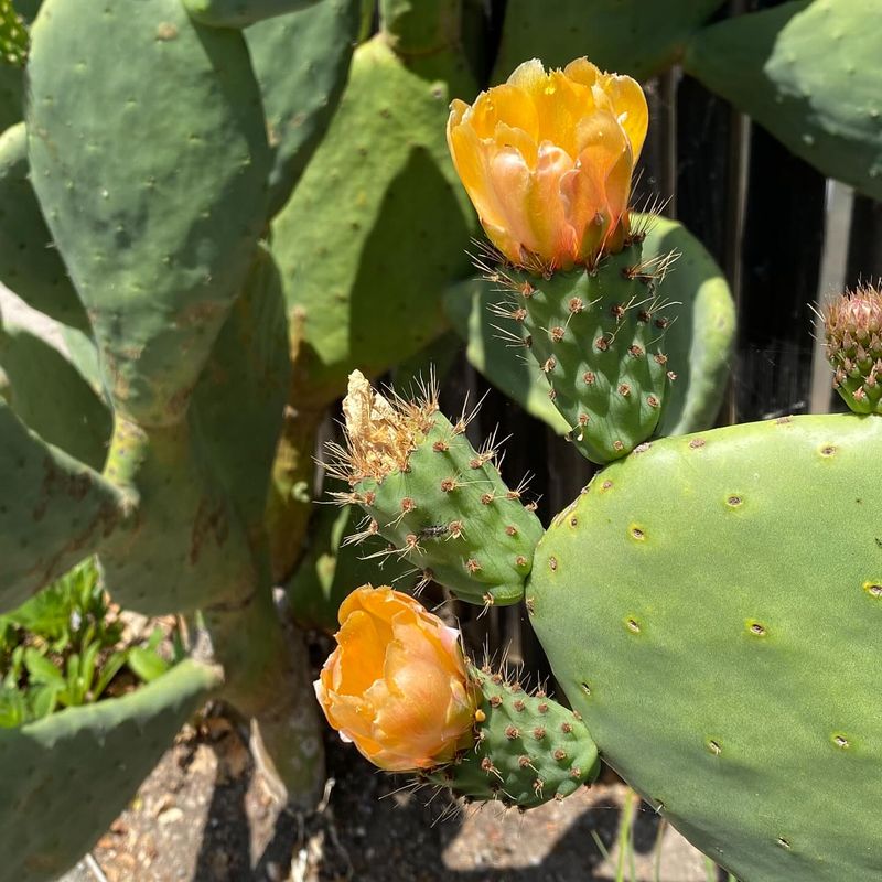 Noble Cactus