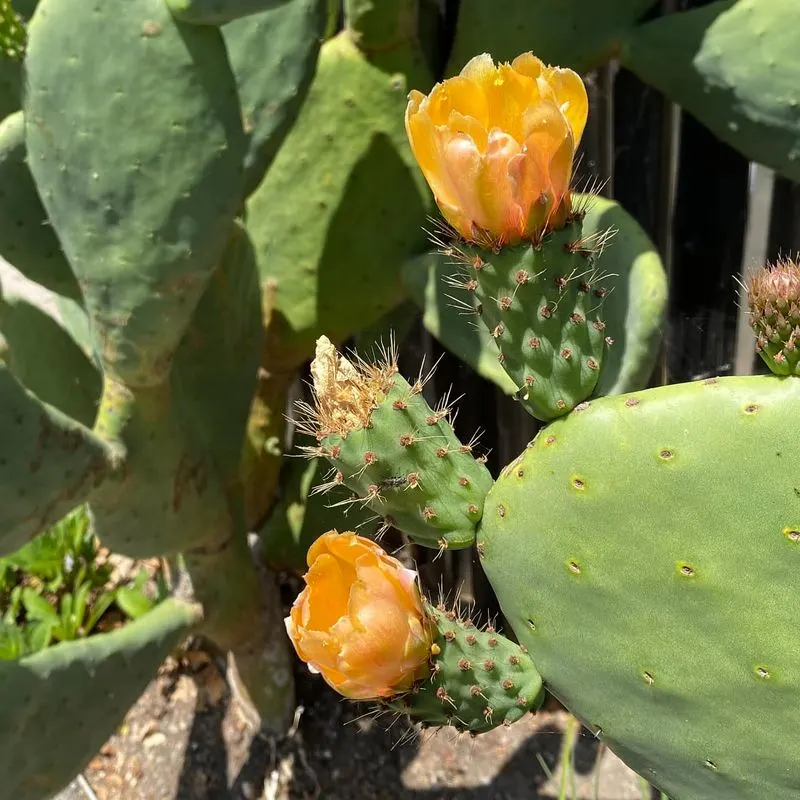 Noble Cactus