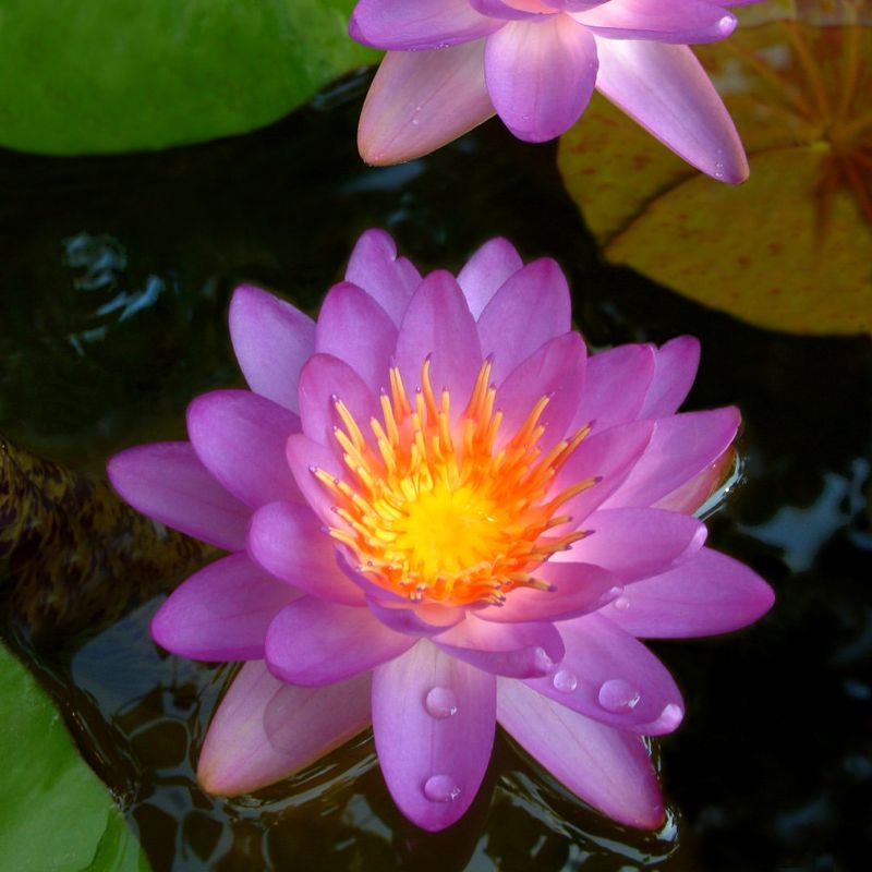 Nocturnal Water Lily