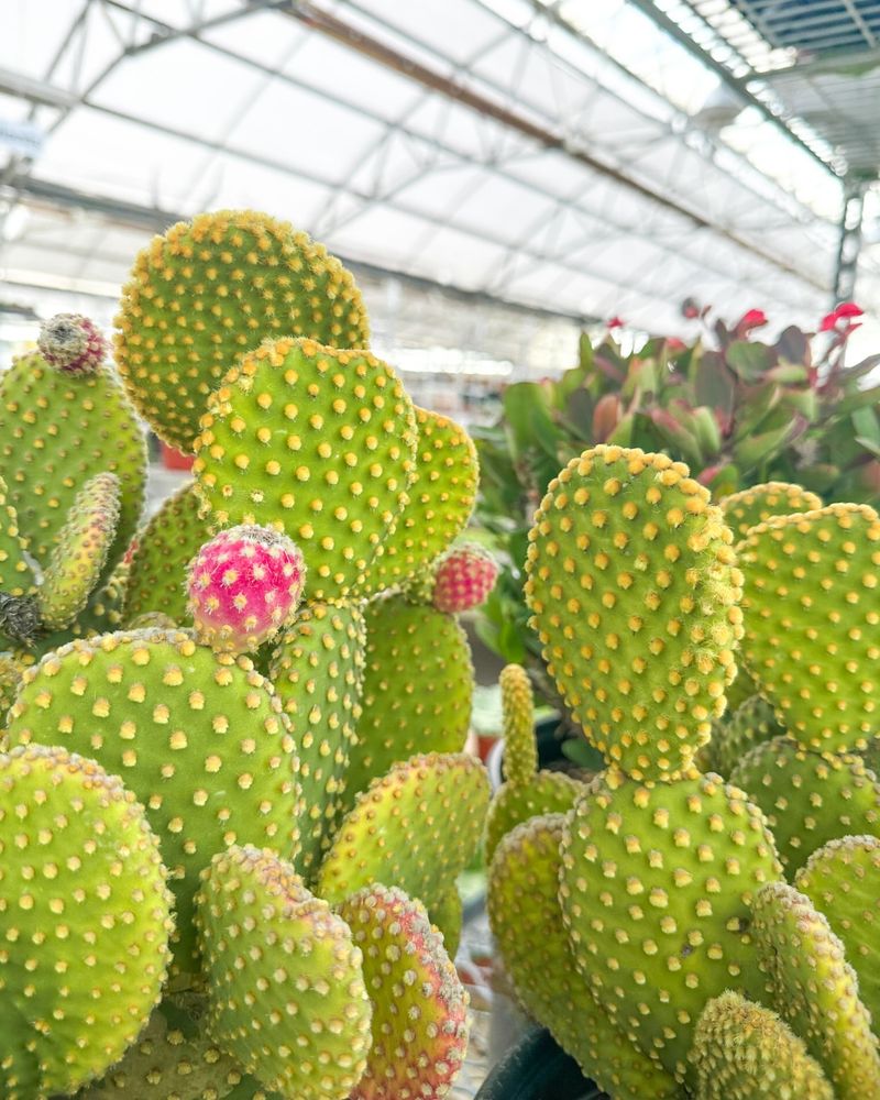 Nopal (Prickly Pear Cactus)